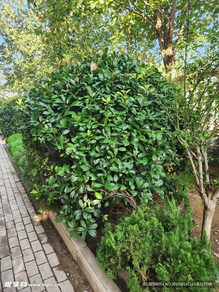 小徑旁的繁茂綠植景觀