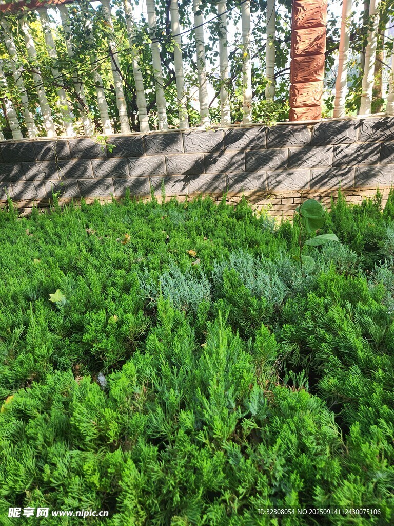 墻邊綠植景觀