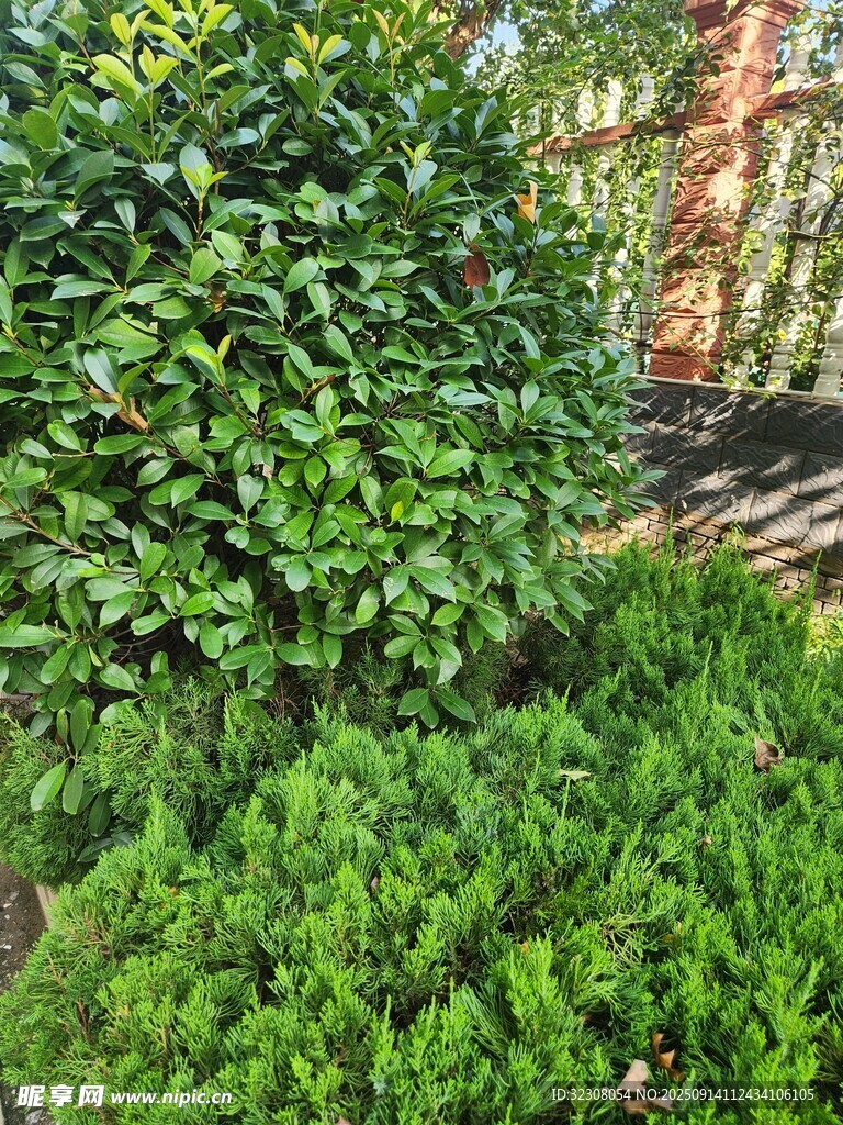 綠意盎然的庭院綠植景觀