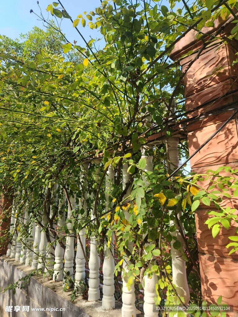 綠樹成排映紅墻