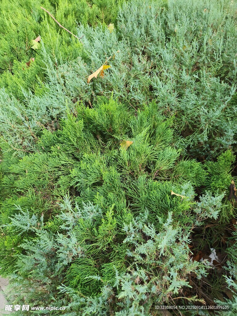 翠綠茂盛的植物叢