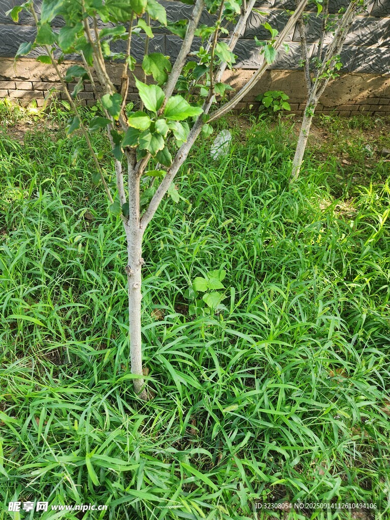 草地上的小樹