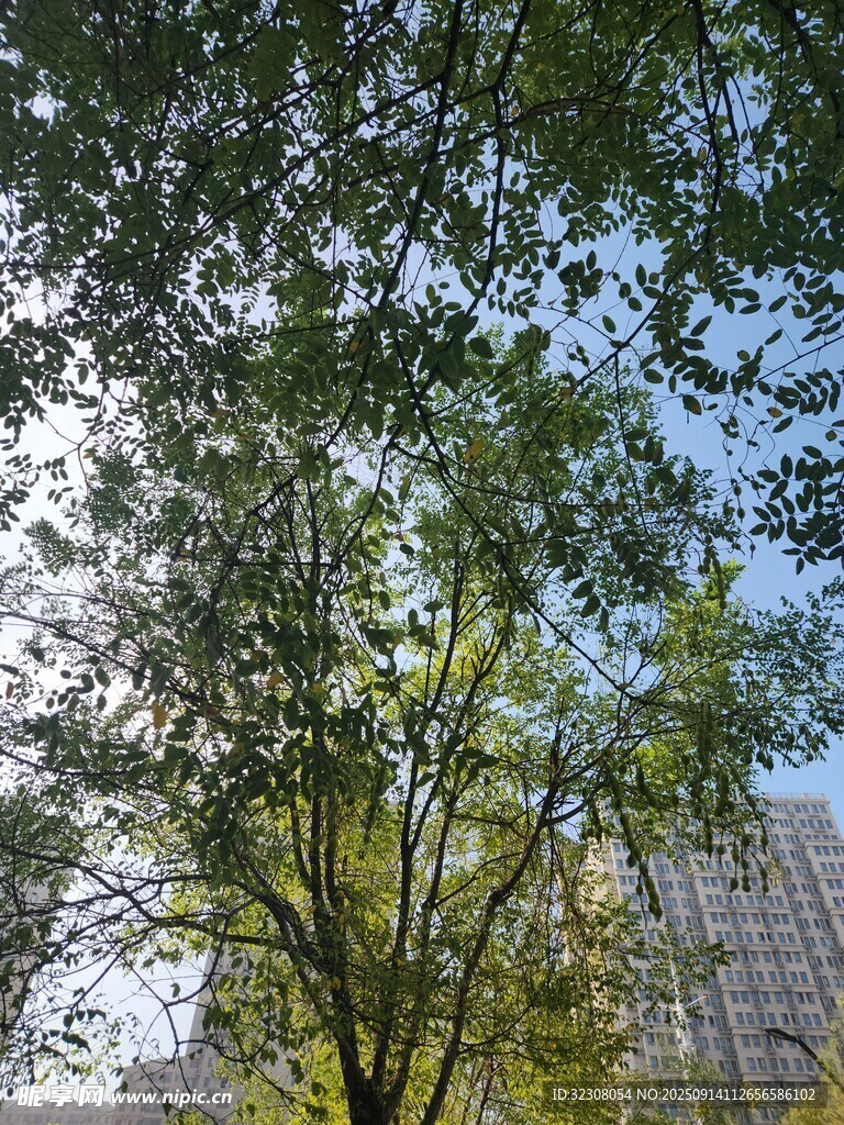 仰視綠樹與高樓
