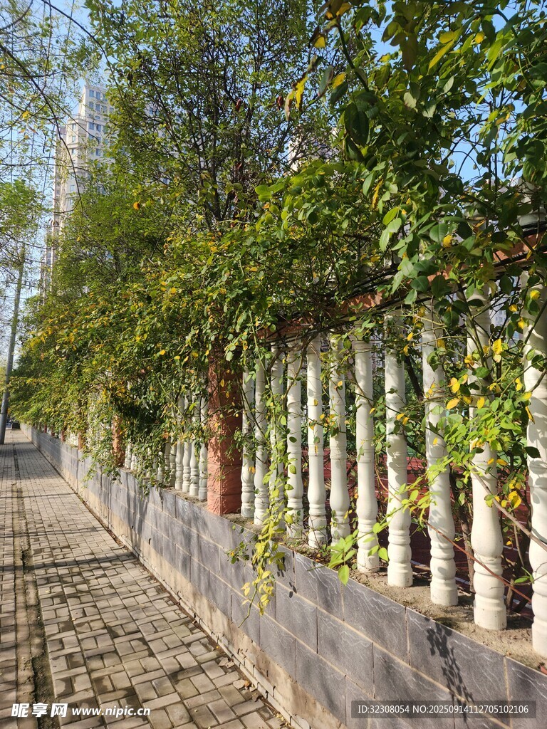 石墻邊綠意盎然的藤蔓圍欄