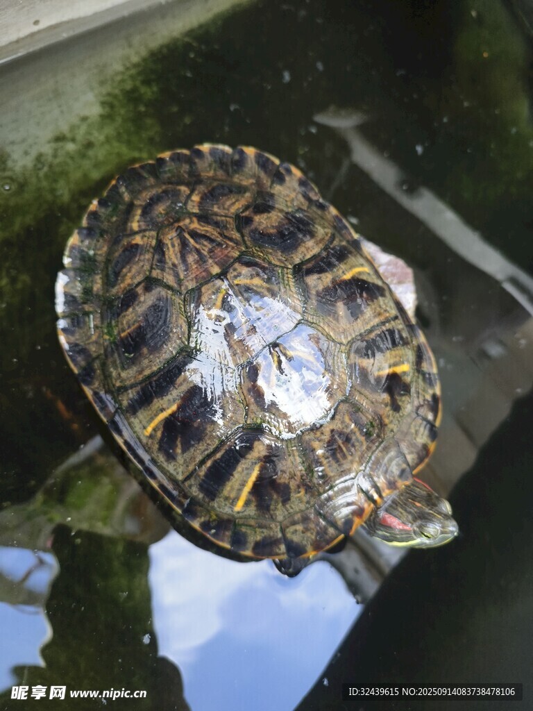 花紋斑斕的可愛小海龜