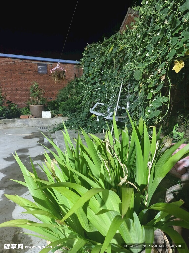 夜間庭院中的翠綠多肉植物