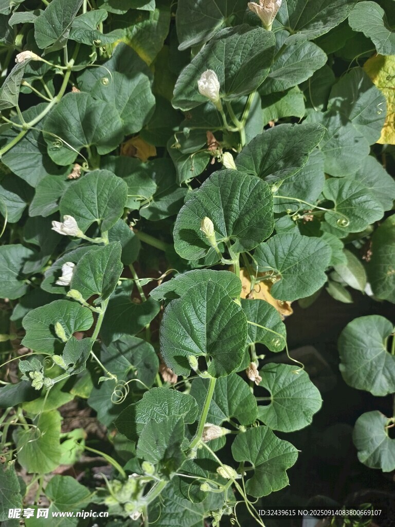 綠葉白花的繁茂植物