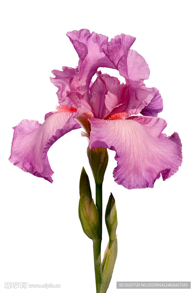 手繪花