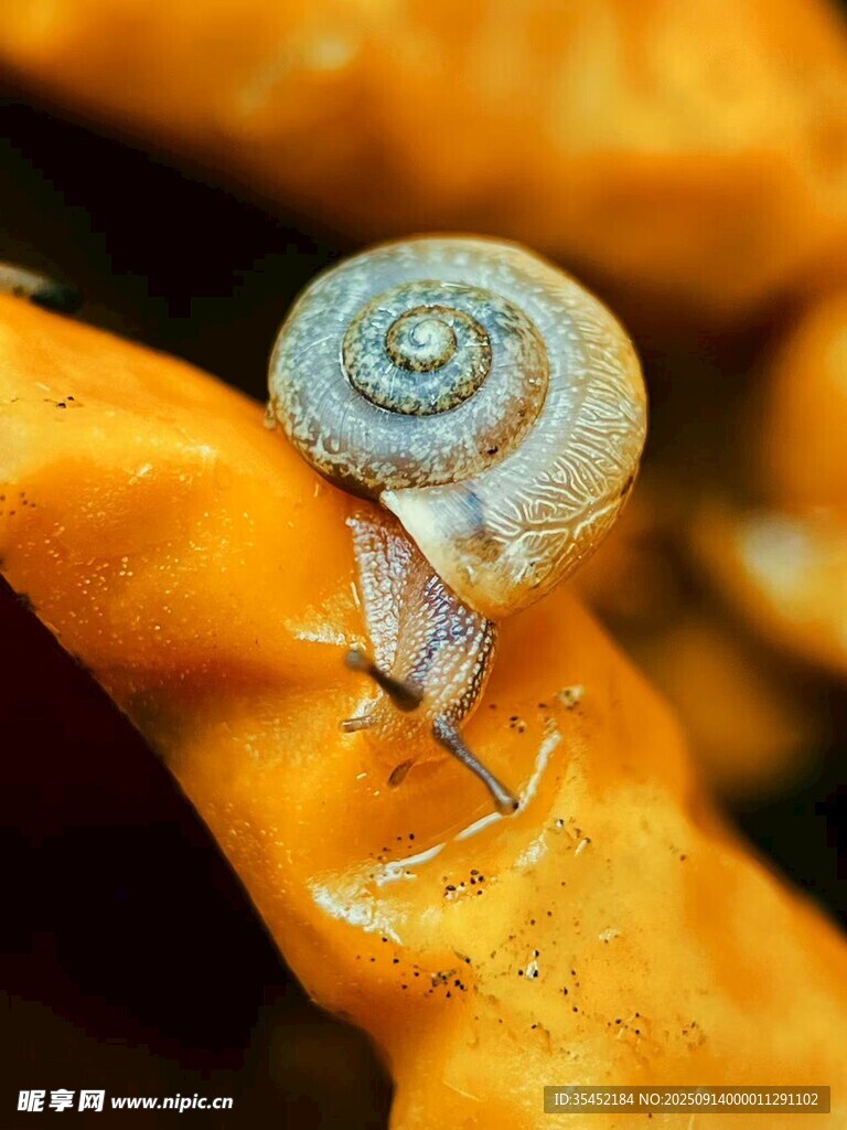 蝸牛