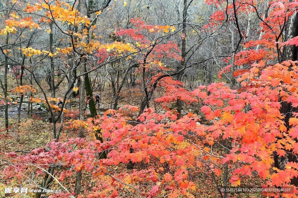 秋日樹林