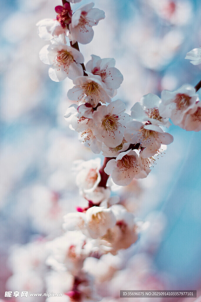 杏花綻放枝頭