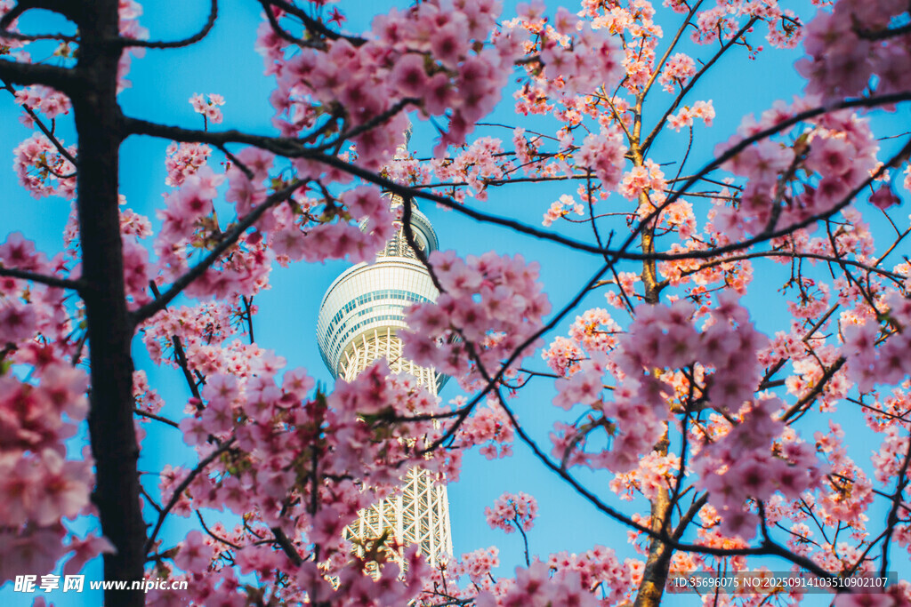 櫻花掩映下的城市建筑