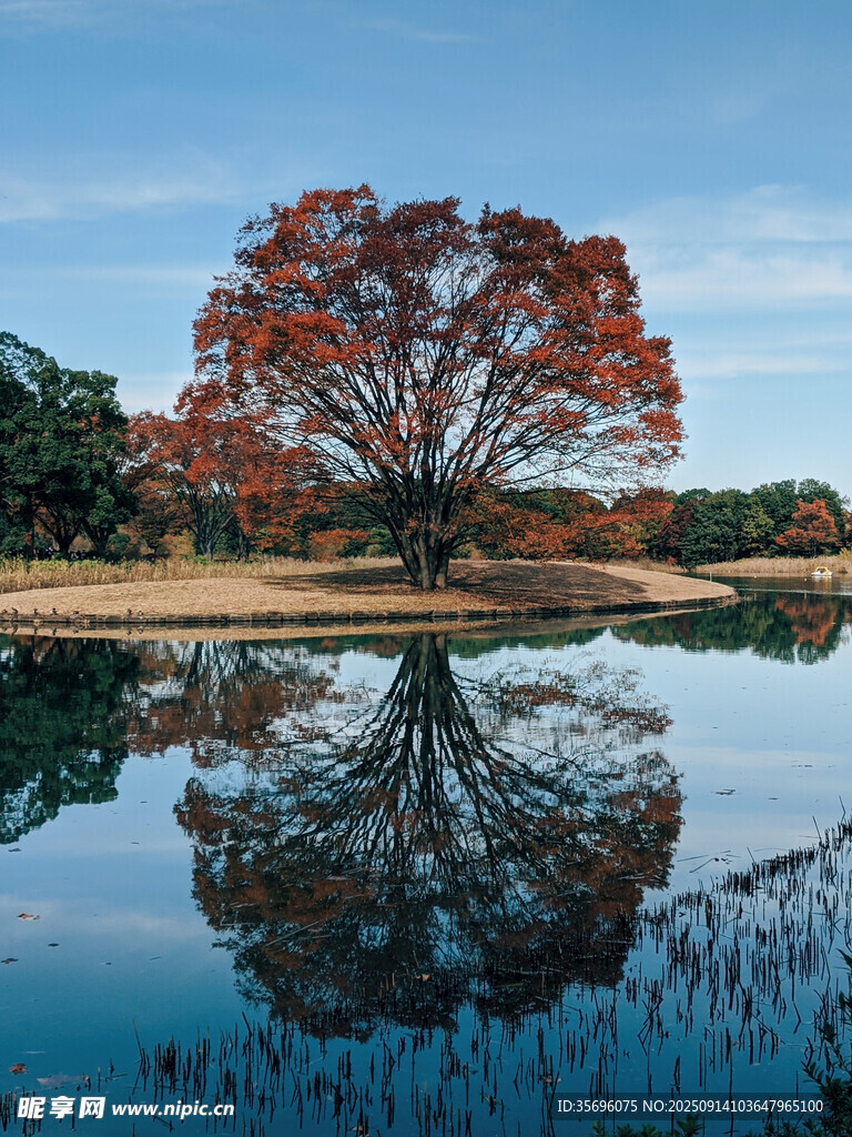 湖畔紅樹(shù)倒影秋日美景