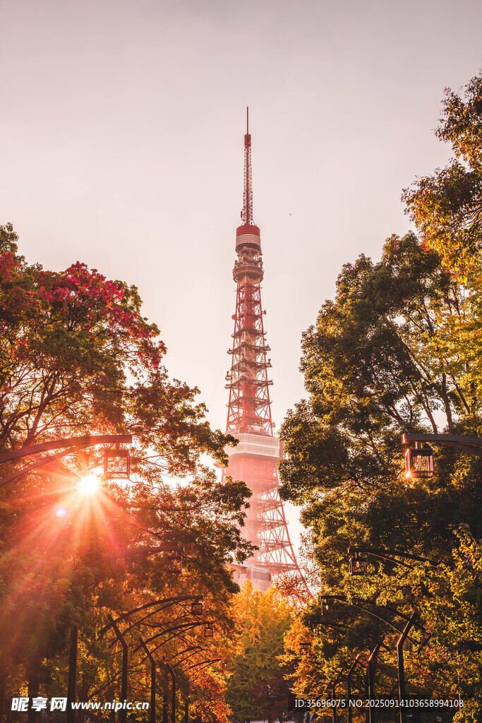 夕陽下的東京塔與繁茂樹木