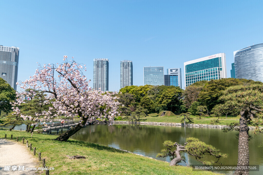城市湖畔爛漫櫻花景致