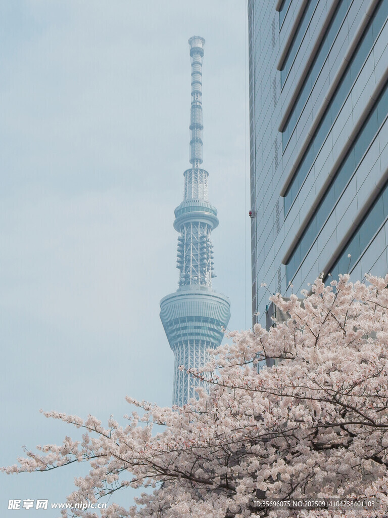 東京塔下綻放的爛漫櫻花