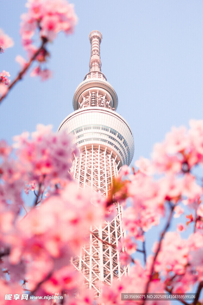 東京塔下爛漫櫻花綻放
