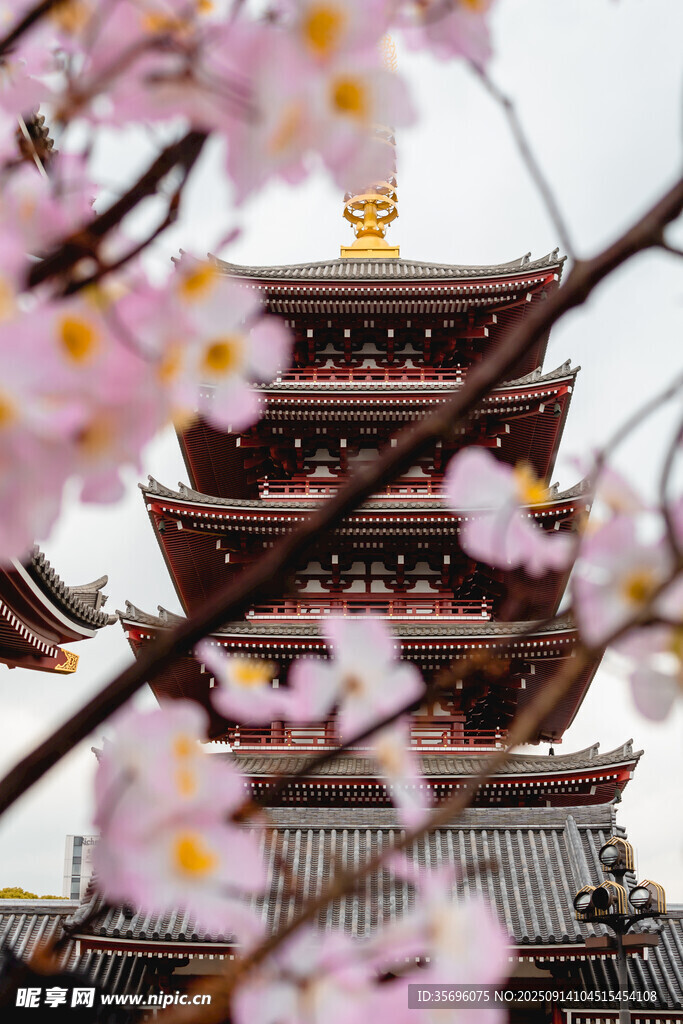 櫻花掩映下的古風(fēng)樓閣