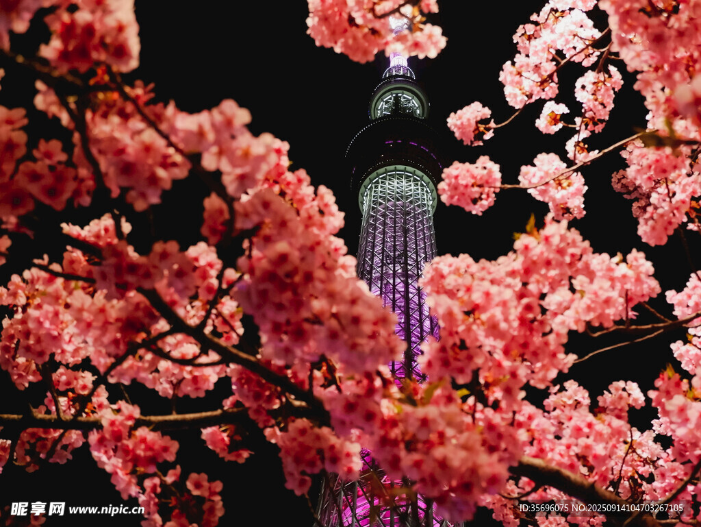夜櫻下的高塔美景