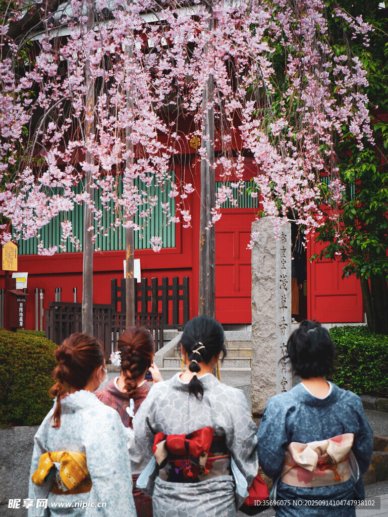 和服女子賞爛漫櫻花
