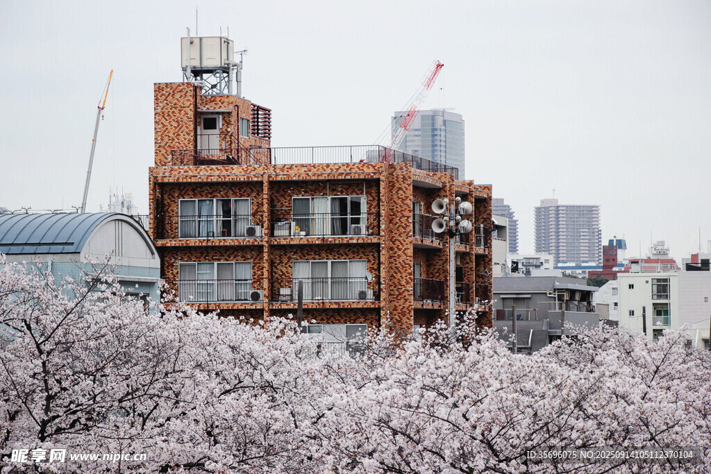 櫻花簇擁下的城市建筑