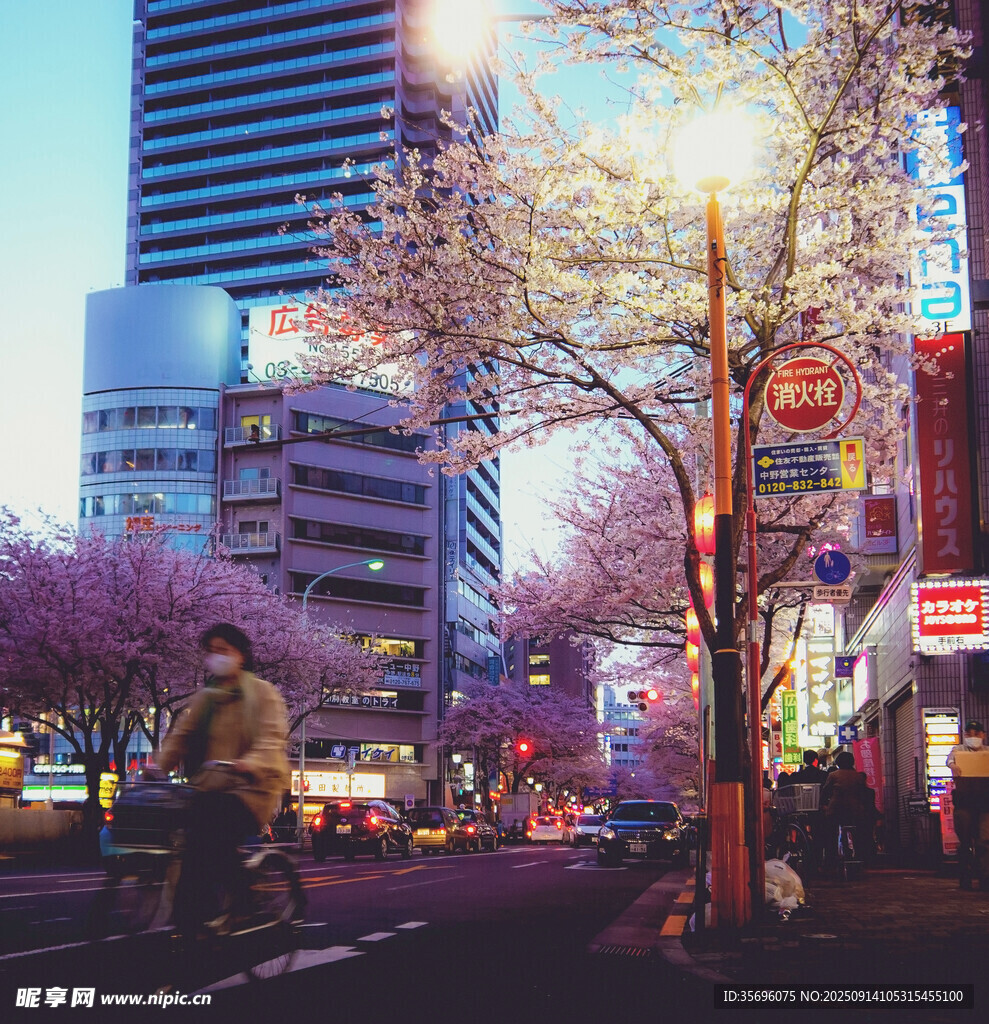 春日都市街頭爛漫櫻花景