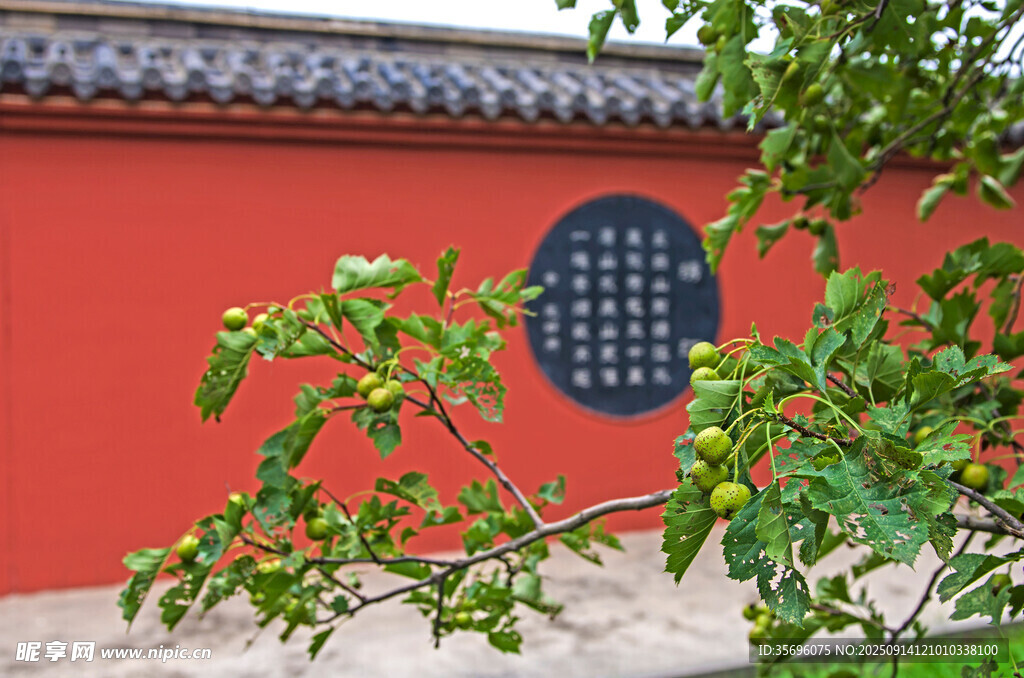 紅墻綠植中式景致