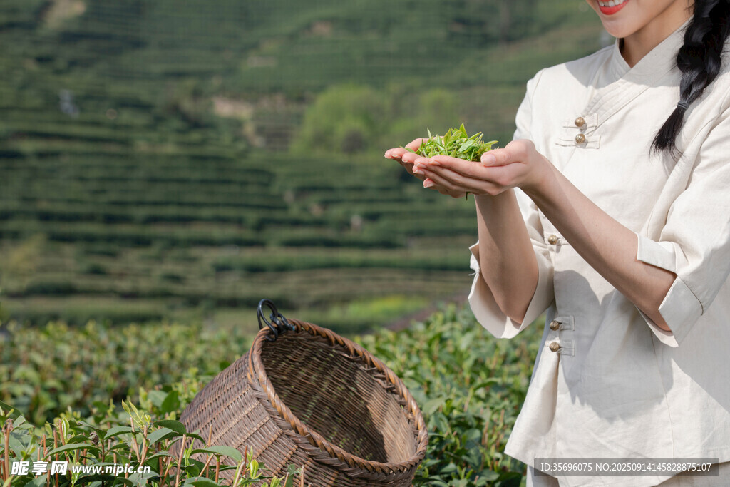茶園女子采茶瞬間