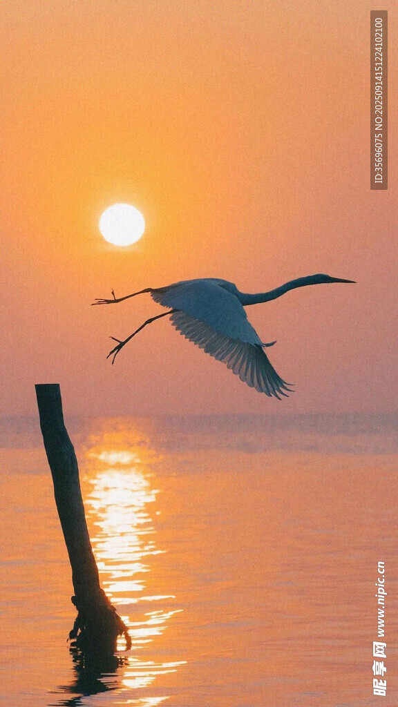 夕陽下飛鳥掠水美景