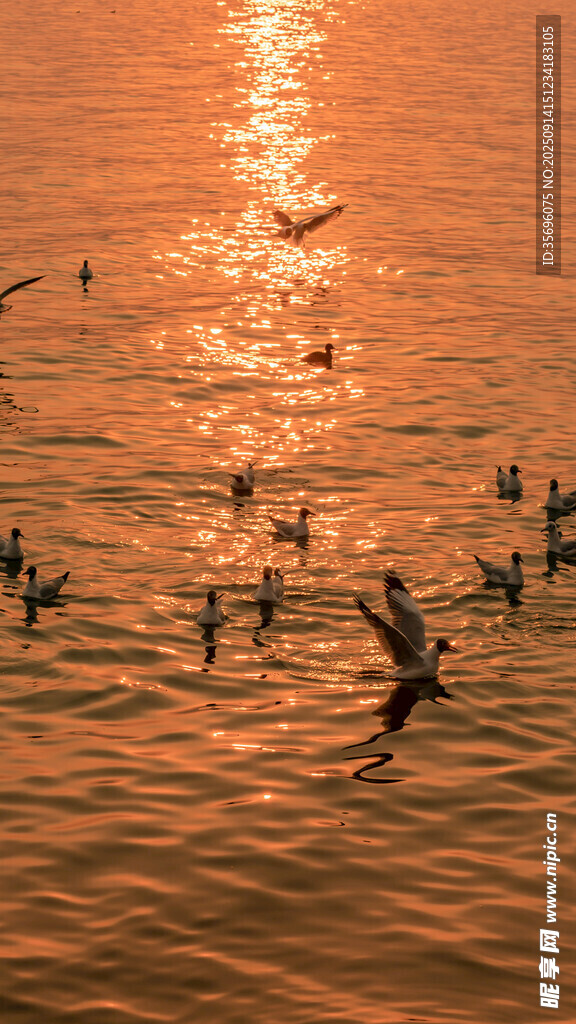 夕陽下群鳥翔集水面