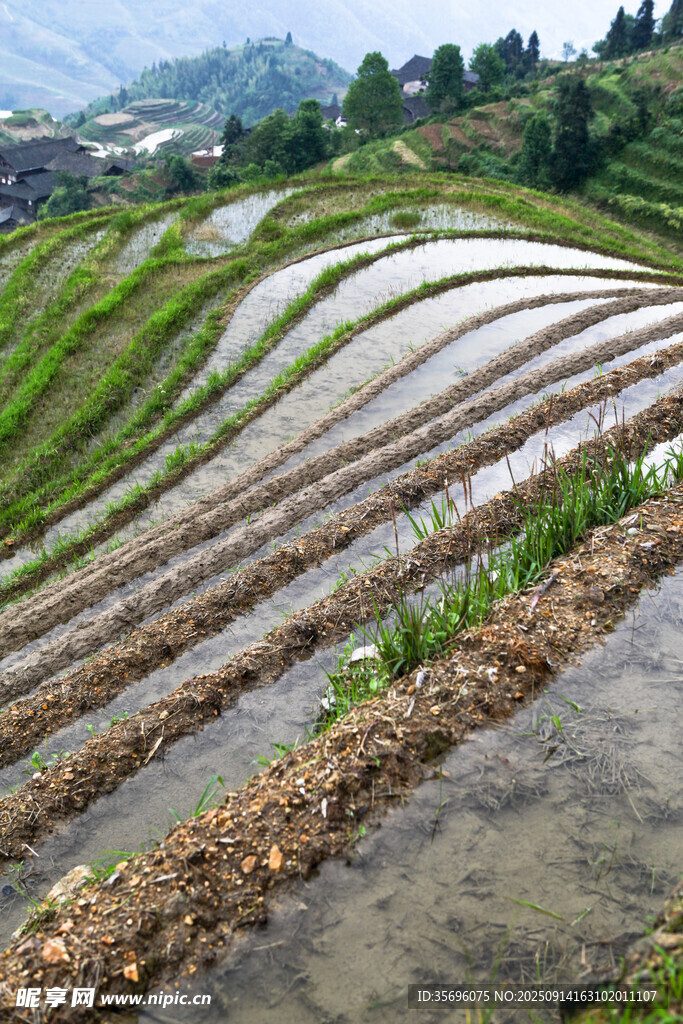 層層疊疊的美麗水稻梯田