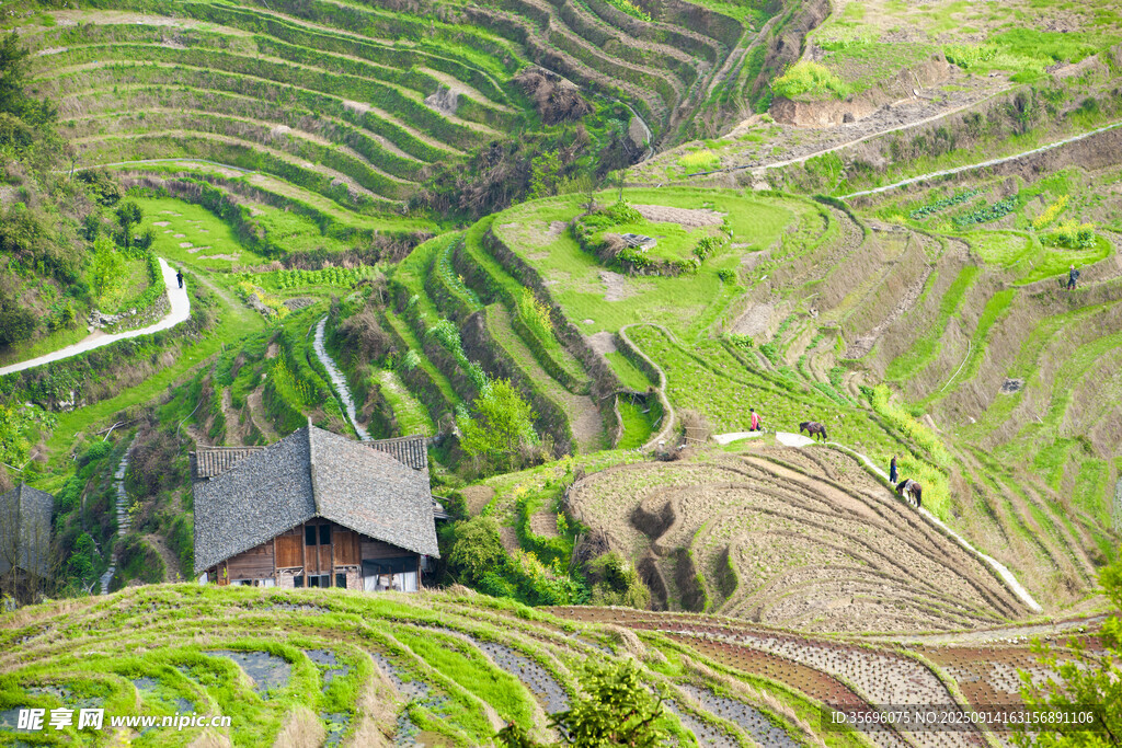 山間梯田小屋田園美景