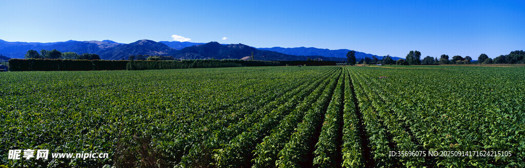 廣袤農(nóng)田與遠(yuǎn)山美景