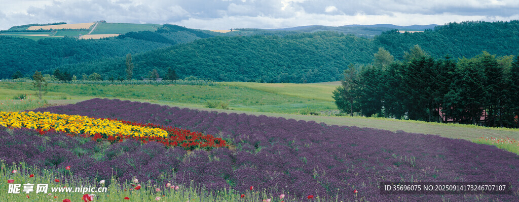 多彩花田與遠山美景