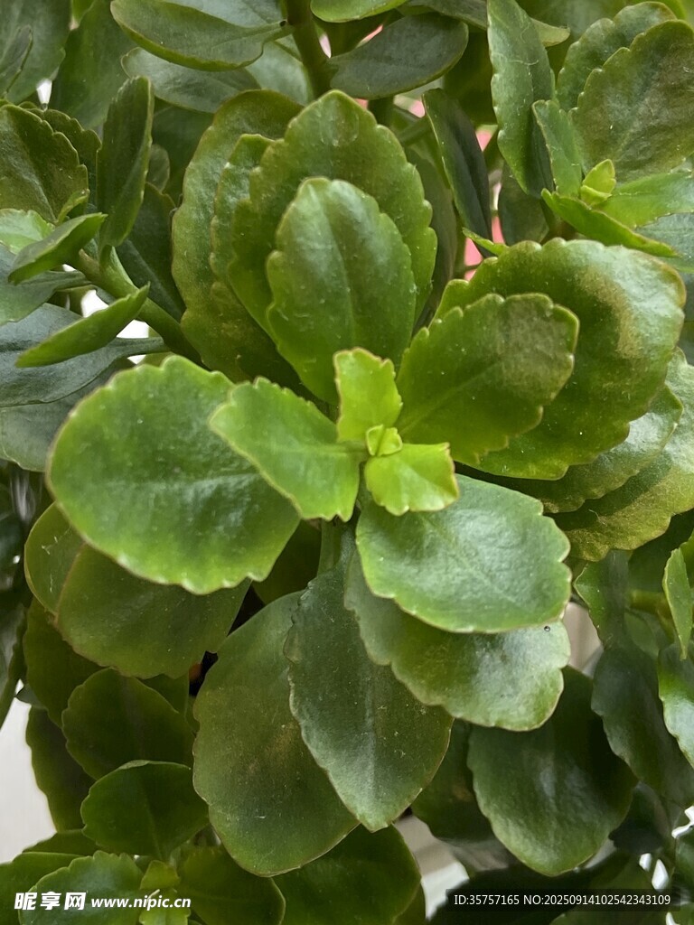 長壽花 翠綠飽滿的多肉植物葉片