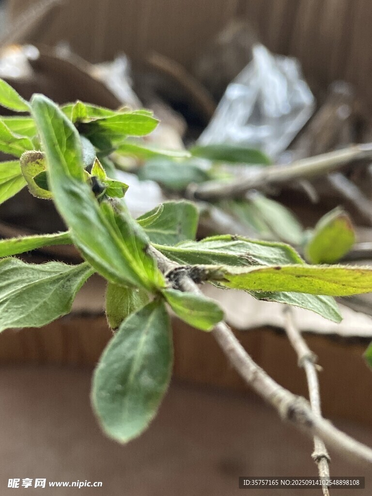 金銀花 嫩綠枝葉 生機初顯