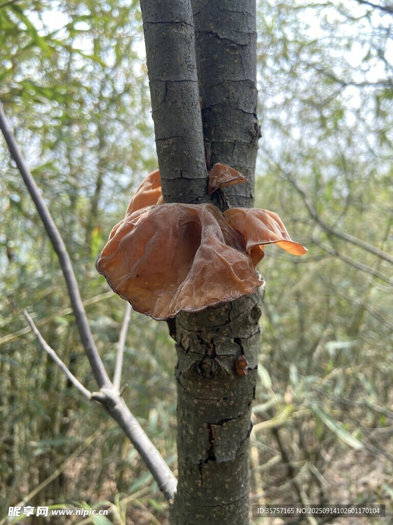 木耳 樹干上生長的橘色菌類