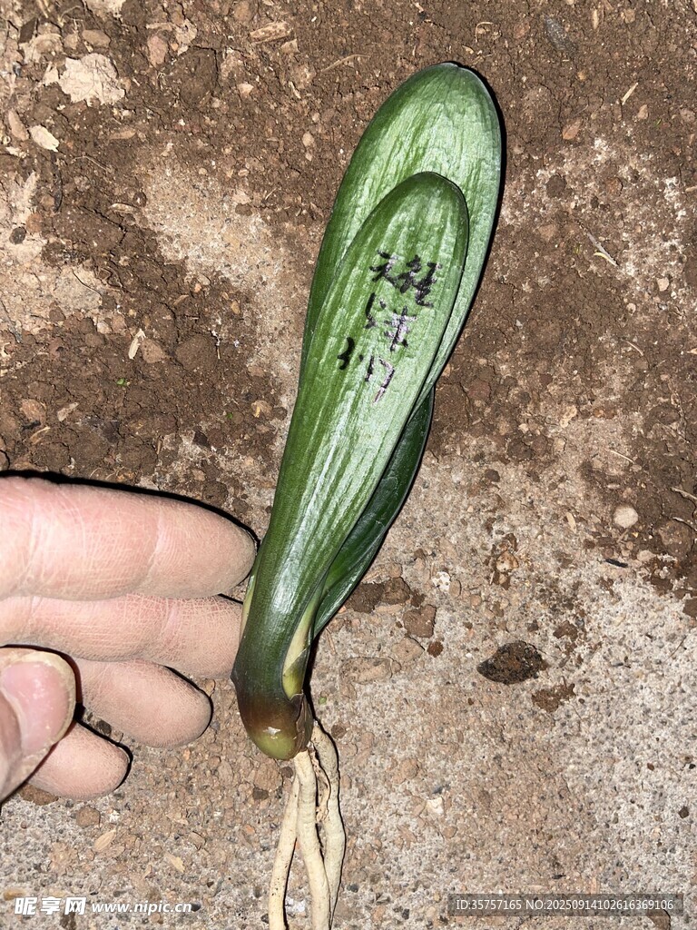 君子蘭 奇特綠色植物 根部外露