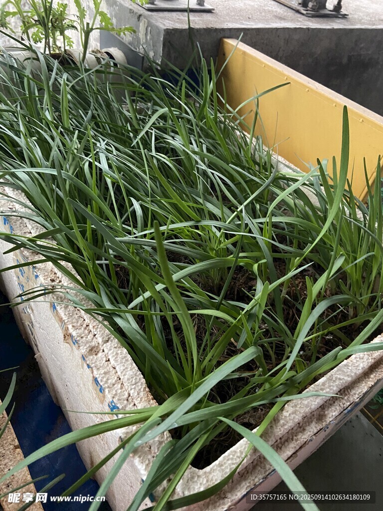 盆栽韭菜 綠意盎然