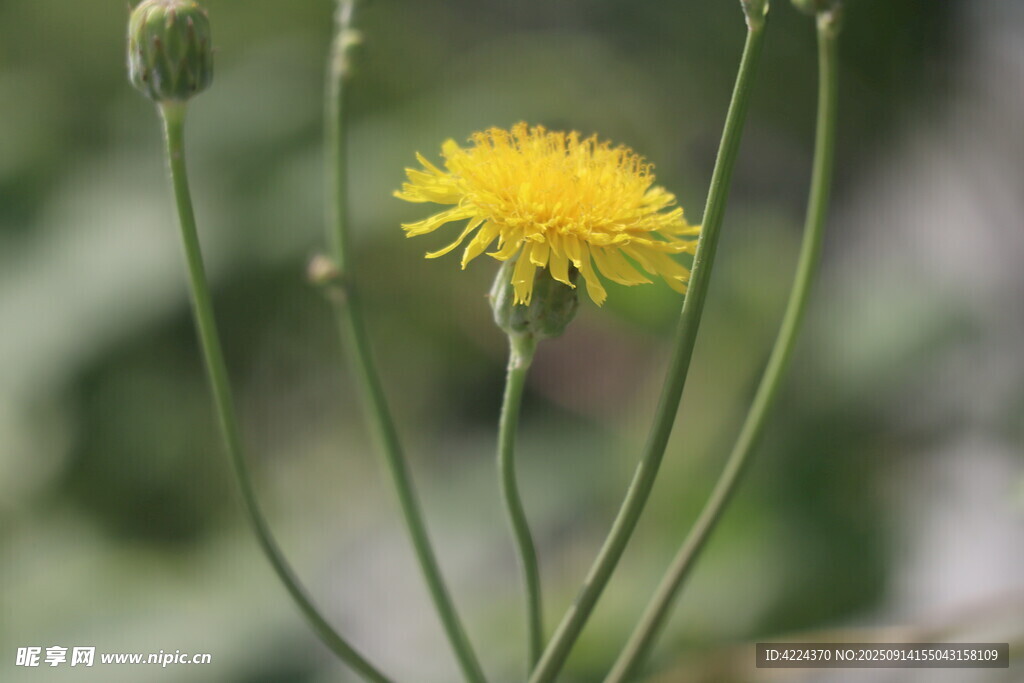 苦荬菜