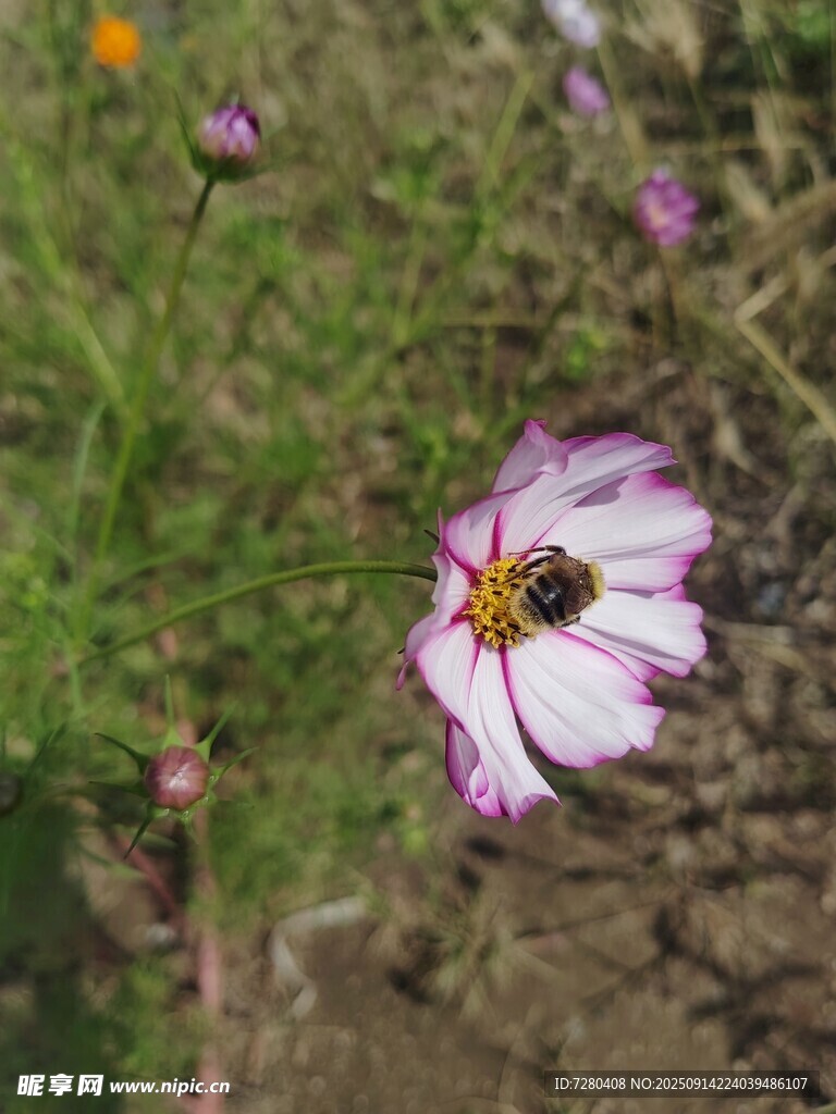 花間蜜蜂采蜜