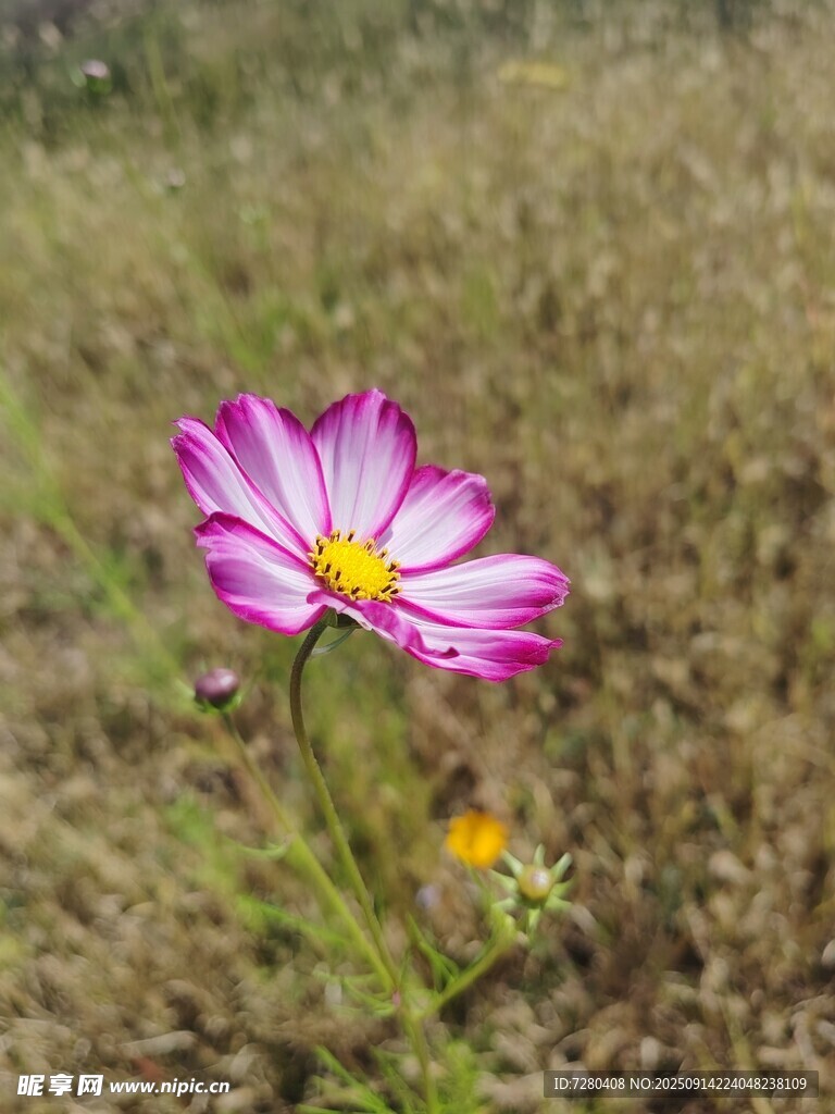 田野中的嬌艷波斯菊