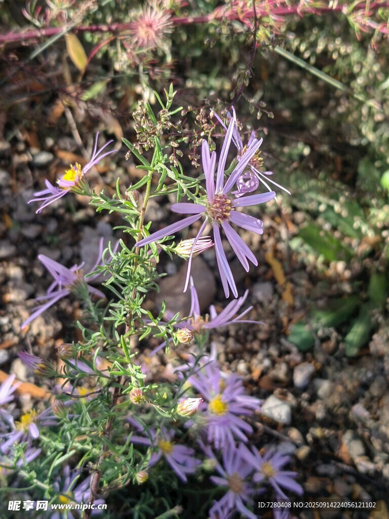 紫色小花綻放于綠植間