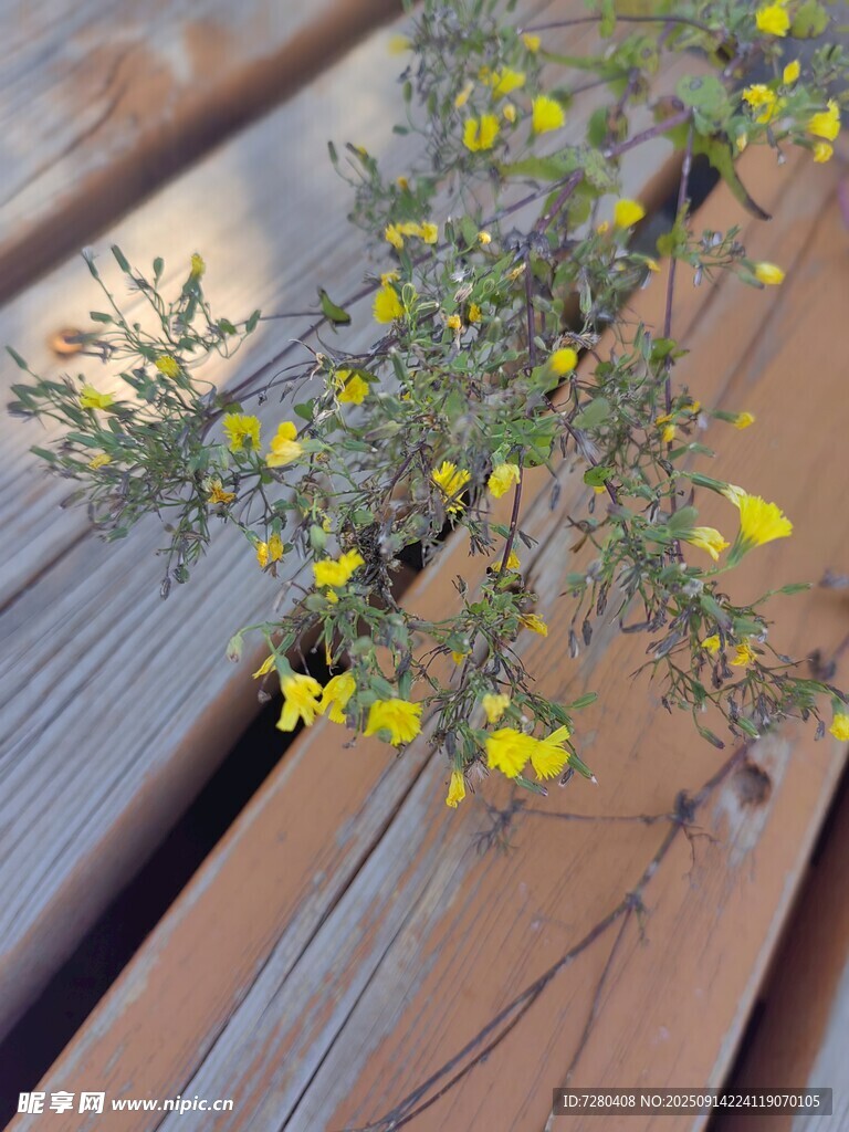 木桌上的黃色小花枝