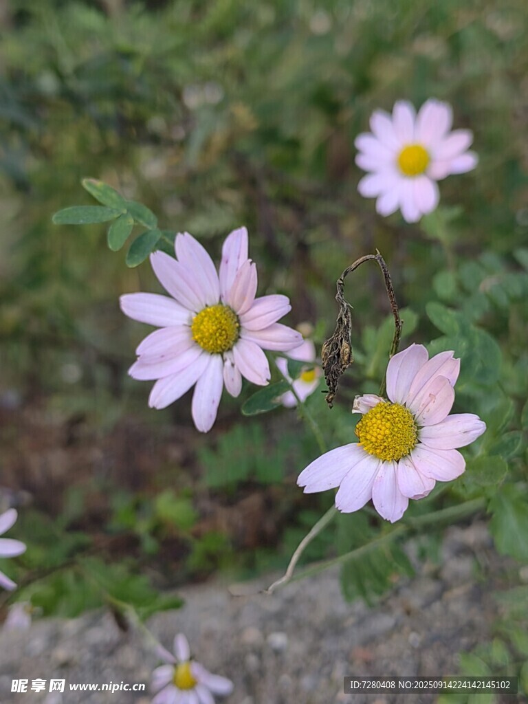 清新野雛菊綻放于草叢