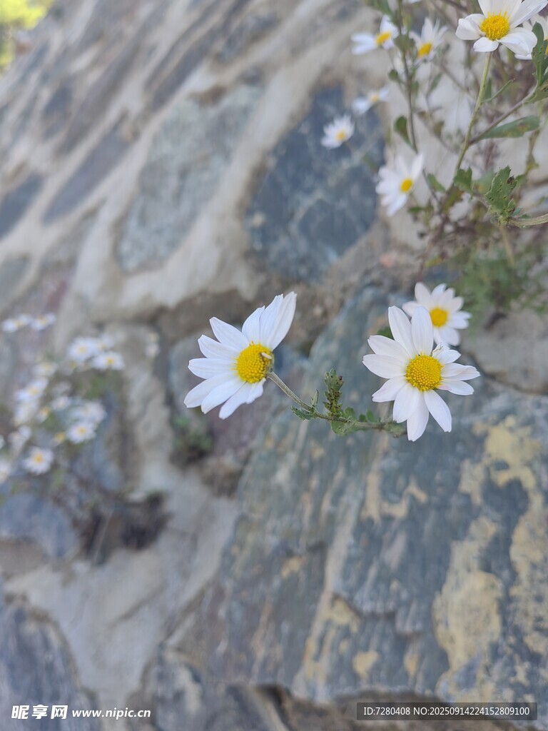 石縫中的小雛菊
