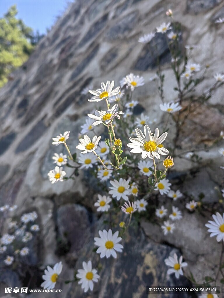 石縫中綻放的小雛菊