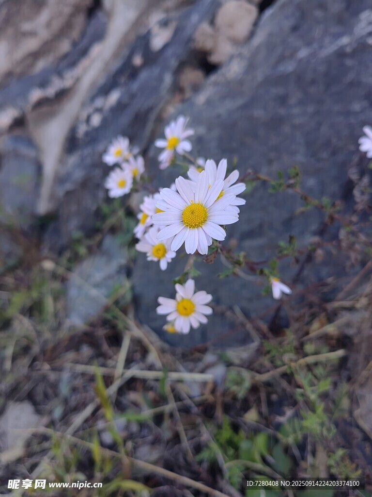 石縫中的小雛菊綻放