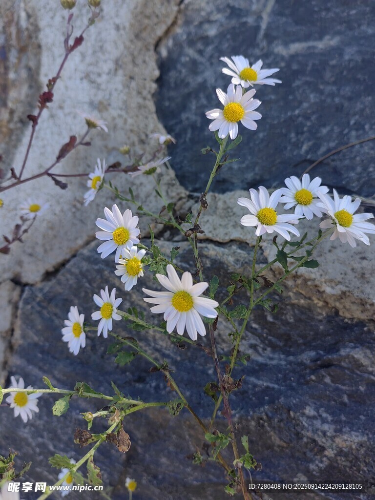 石縫中綻放的清新小雛菊