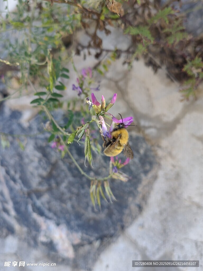 巖石間綻放的多彩小花